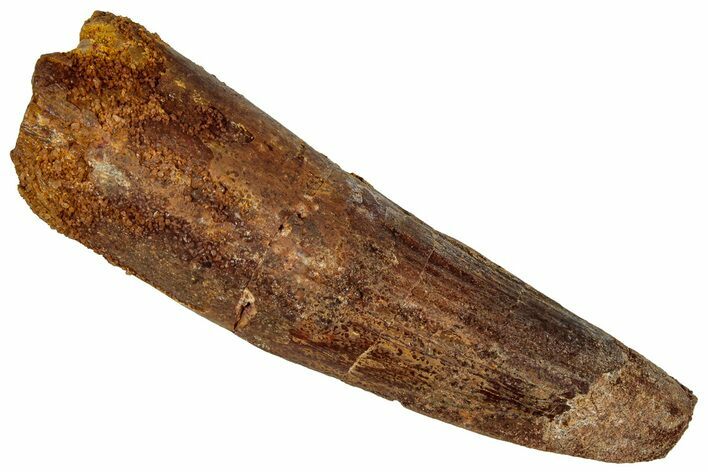 Fossil Spinosaurus Tooth - Real Dinosaur Tooth #360116